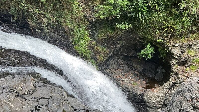 Brisbane: Springbrook and Mt Tamborine Glow Worm and Skywalk - Insights from Reviews