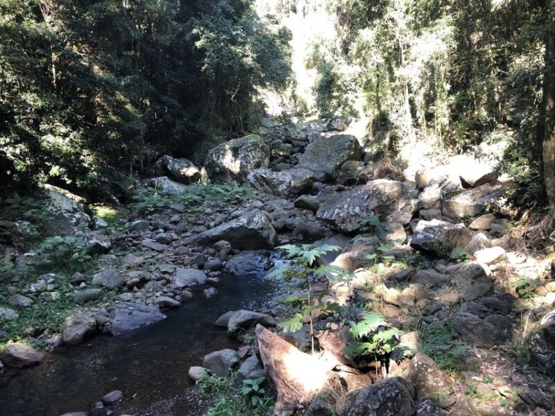 Brisbane: Springbrook and Mt Tamborine Glow Worm and Skywalk - Who Will Love This Tour?