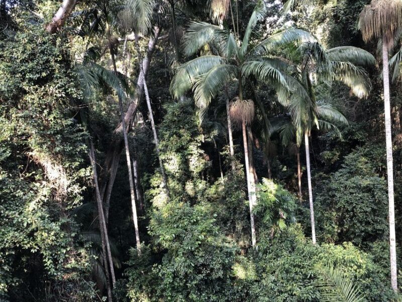 Brisbane: Springbrook and Mt Tamborine Glow Worm and Skywalk - Final Thoughts
