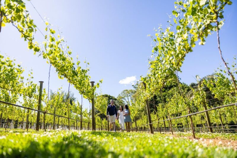 Brisbane: Tamborine Mountain Local Winery Tour with Lunch - Final Thoughts