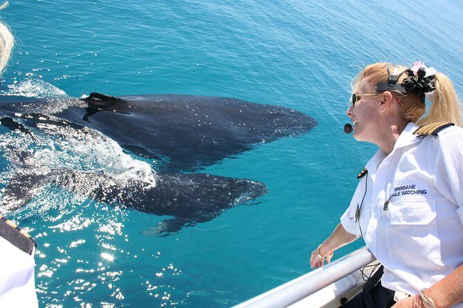 Brisbane Whale Watching Cruise from Redcliffe or Sunshine Coast - An Honest Look at the Brisbane Whale Watching Cruise from Redcliffe or Sunshine Coast