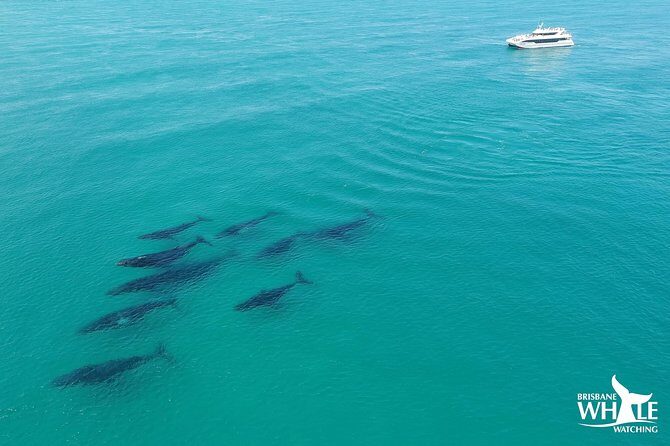 Brisbane Whale Watching Cruise from Redcliffe or Sunshine Coast - Who Will Love This Tour?  