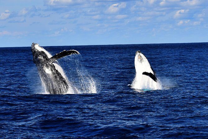 Brisbane Whale Watching Cruise from Redcliffe or Sunshine Coast - The Experience in Detail