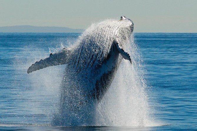 Brisbane Whale Watching Cruise from Redcliffe or Sunshine Coast - The Authenticity of Reviews: What Travelers Say