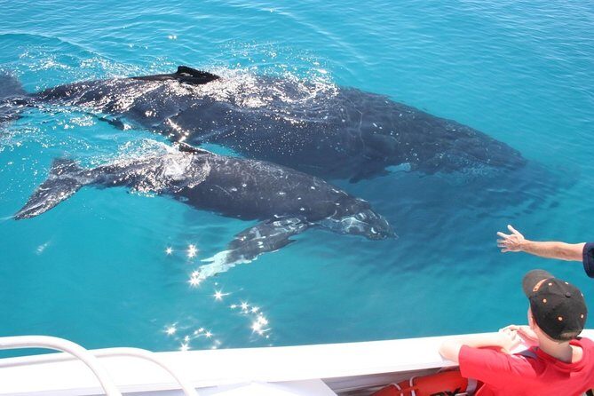 Brisbane Whale Watching Cruise from Redcliffe or Sunshine Coast - Analyzing the Price and Value