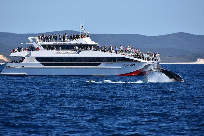 Brisbane Whale Watching Cruise from Redcliffe or Sunshine Coast - Why This Tour Is Worth Considering