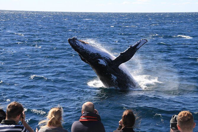 Brisbane Whale Watching Cruise from Redcliffe or Sunshine Coast - Who Should Book This Tour?  
