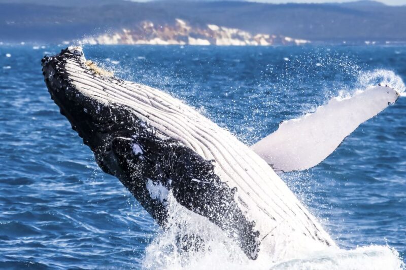 Brisbane: Whale Watching Cruise with Lunch - An In-Depth Look at the Whale Watching Experience