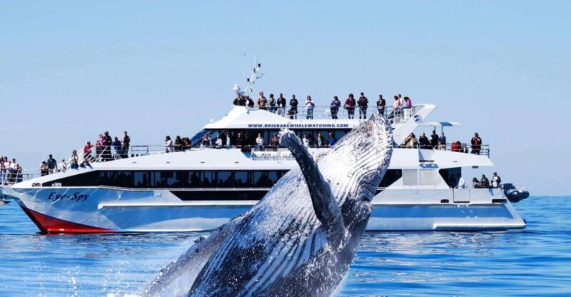 Brisbane: Whale Watching Cruise with Lunch - FAQ
