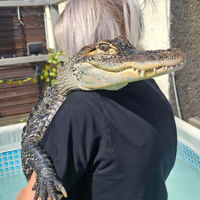 Bristol: Crocodile Swimming Experience coffee and cake - Who Would Love This?