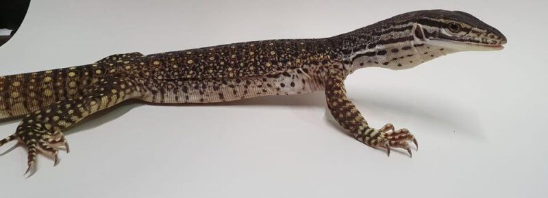 bristol-lizard-experience-with-lunch