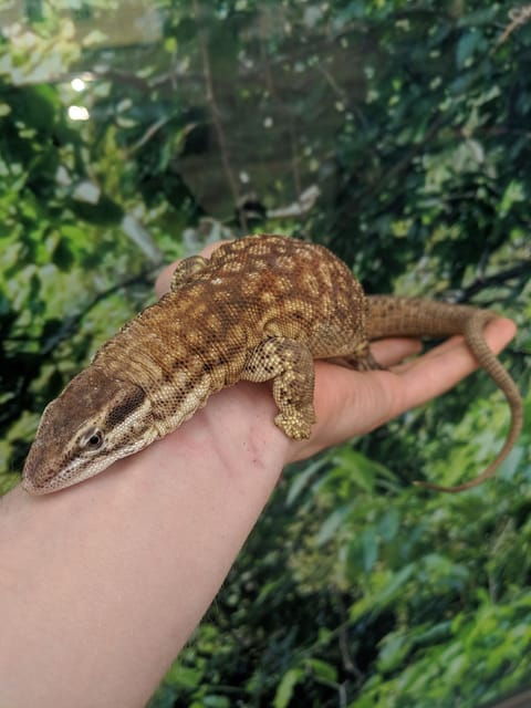 bristol-lizard-experience-with-lunch