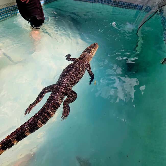 Bristol: Swimming with Crocodiles coffee and cake - Key Points