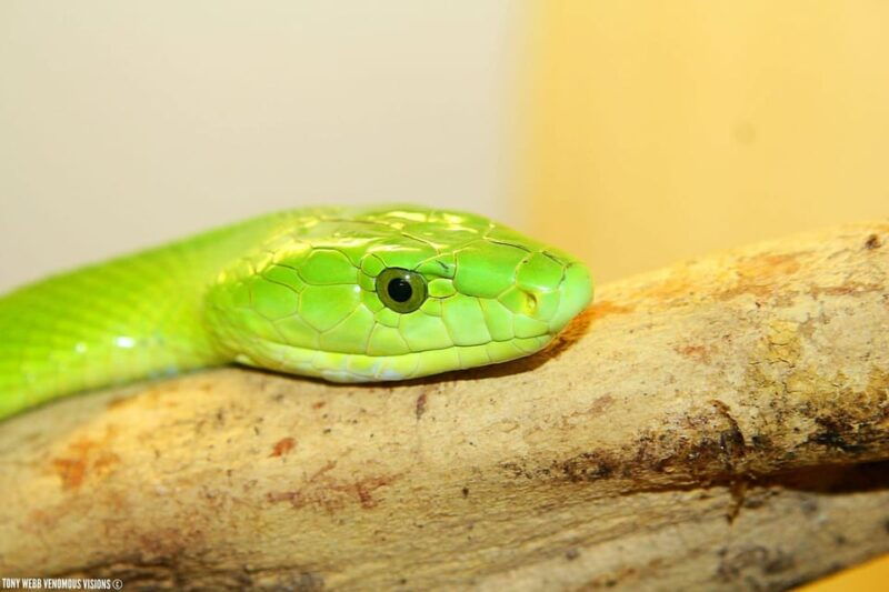 bristol-venomous-snake-tour-w-guide-croc-photo