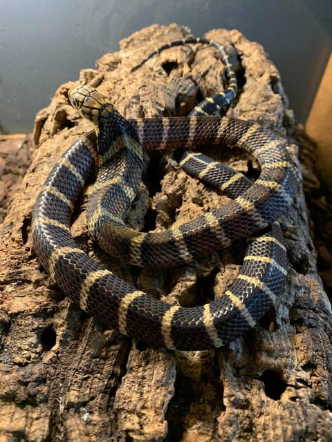 bristol-venomous-snake-tour-with-reptile-photo