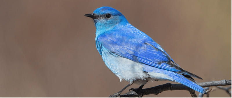 british-columbia-bird-watching-and-photography-tour