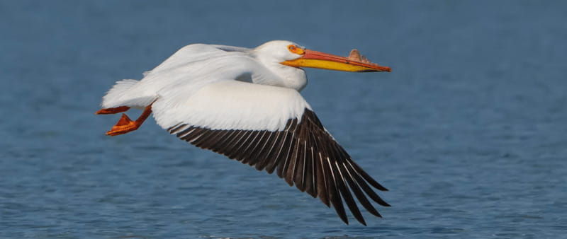 british-columbia-bird-watching-and-photography-tour