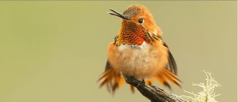 british-columbia-bird-watching-and-photography-tour