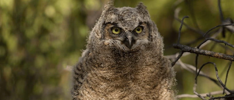 british-columbia-bird-watching-and-photography-tour