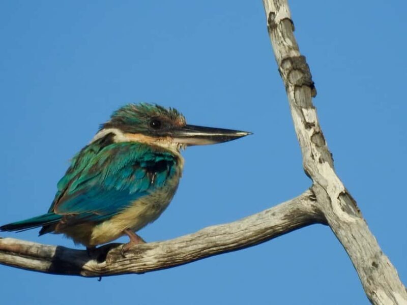 Broken Head: Nature Reserve Guided Eco-Tour with Beach Visit - Key Points
