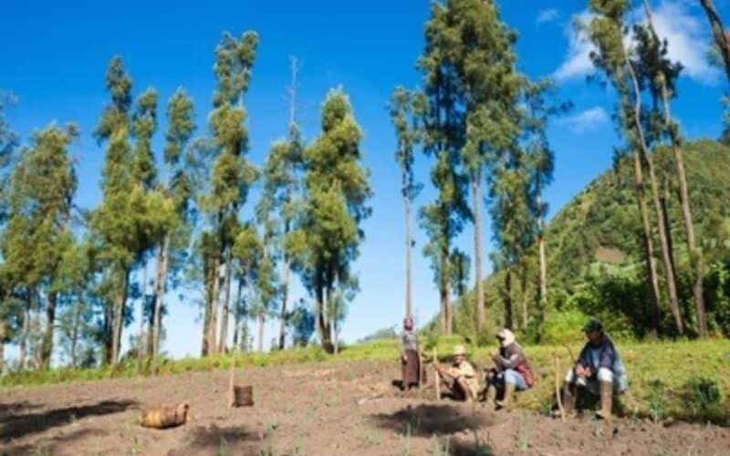 Bromo : Wonderfull Midnight Trip From Surabaya - FAQ