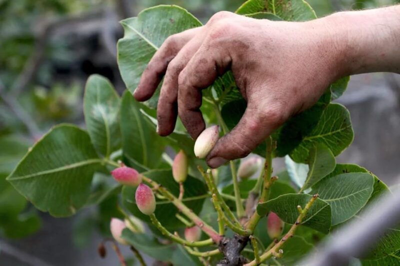 bronte-tour-and-tasting-in-the-pistachio-plantations