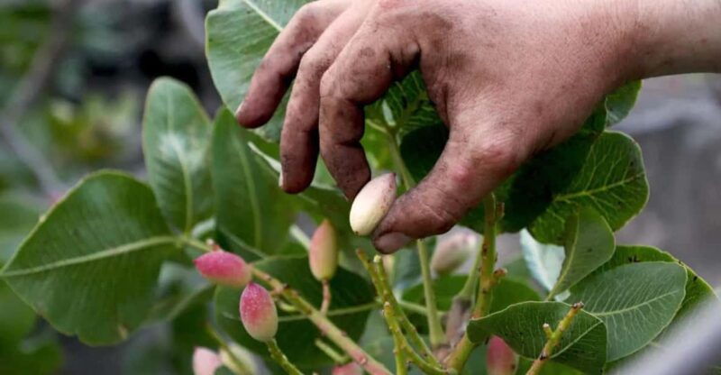 bronte-tour-and-tasting-in-the-pistachio-plantations