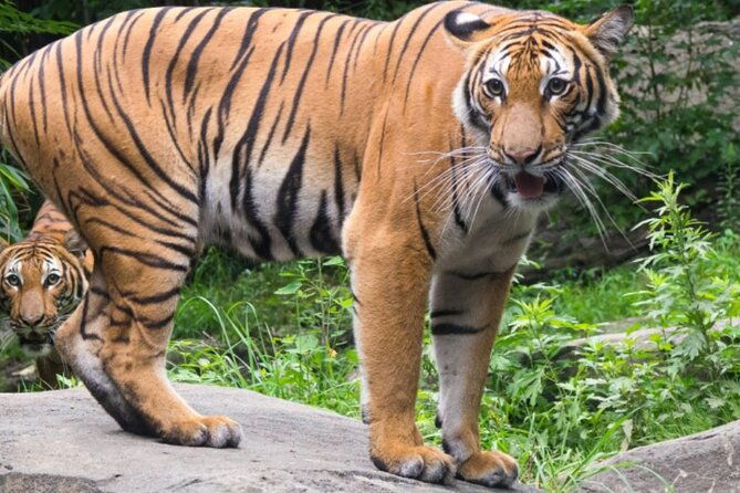bronx-zoo-admission-ticket-2