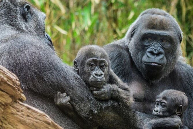 bronx-zoo-admission-ticket-2