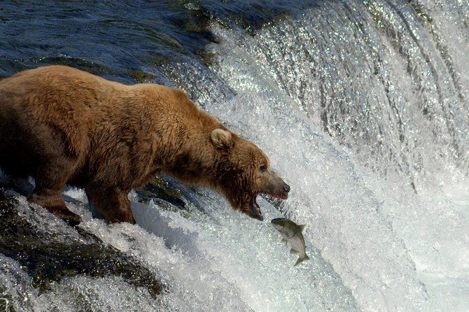 brooks-falls-katmai-bear-viewing-in-a-float-plane-2
