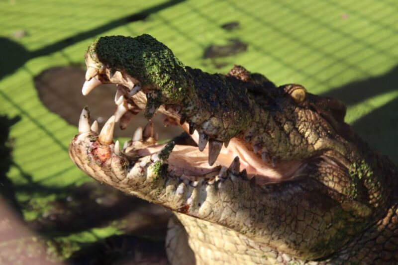 Broome: Malcolm Douglas Crocodile Park Tour with Transfers - An Honest Look at Broome’s Croc Experience