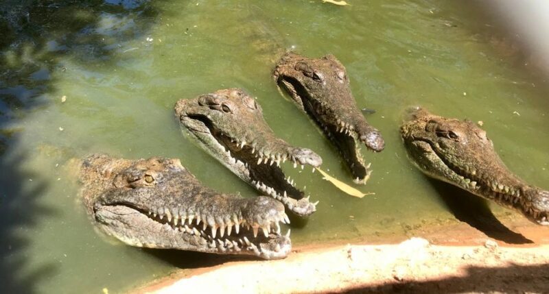 Broome: Malcolm Douglas Crocodile Park Tour with Transfers - Final Thoughts