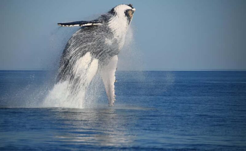 Broome Sunset & Whale Watching Cruise - Introduction to the Broome Sunset & Whale Watching Cruise