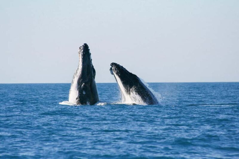 Broome: Whale Watching & Sunset Cruise - Key Points