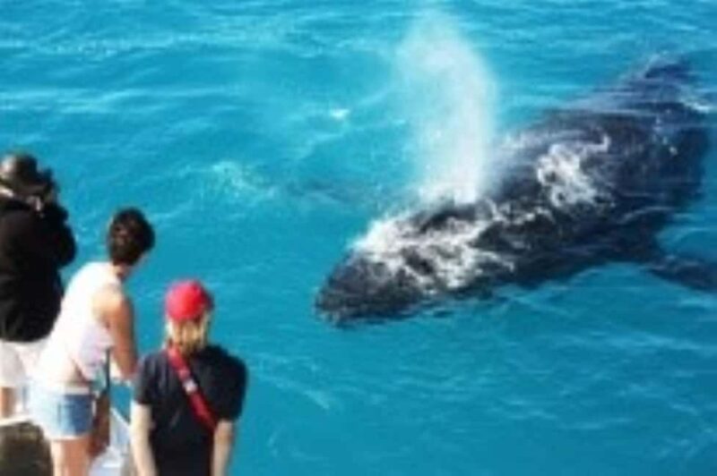 Broome: Whale Watching & Sunset Cruise - An In-Depth Look at Broome’s Whale Watching & Sunset Experience