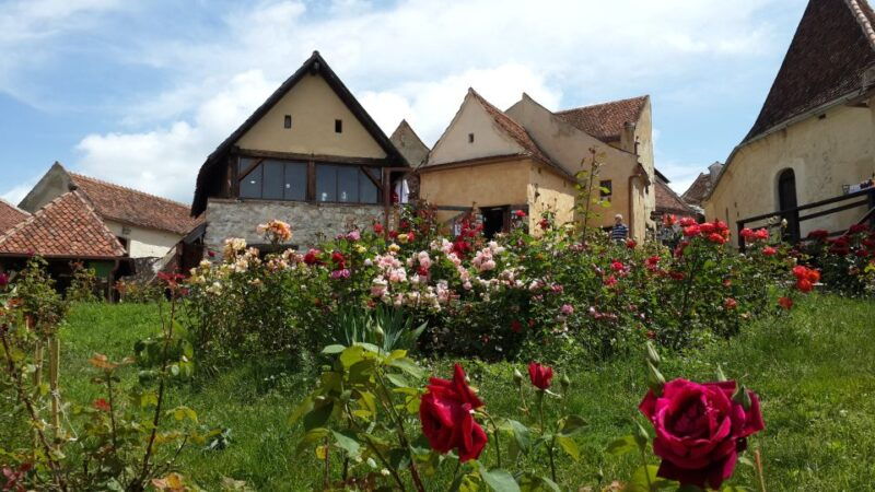 brown-bear-sanctuary-bran-castle-rasnov-fortress-day-tour