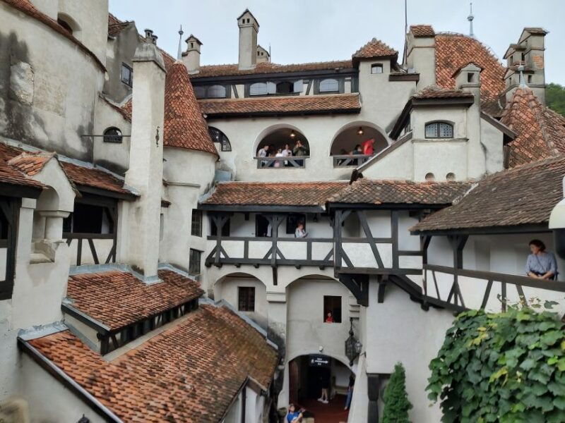 brown-bear-sanctuary-bran-castle-rasnov-fortress-day-tour