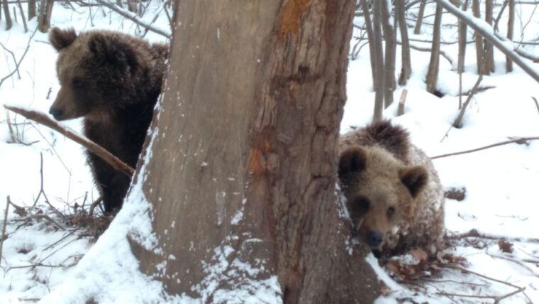 brown-bear-sanctuary-bran-castle-rasnov-fortress-day-tour