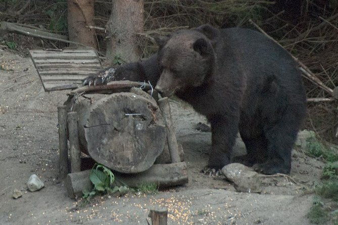 brown-bears-in-the-wild-no-fence-2