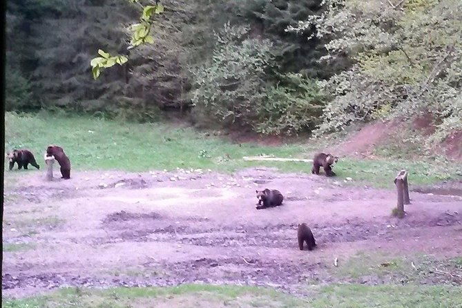 brown-bears-in-the-wild-no-fence-2