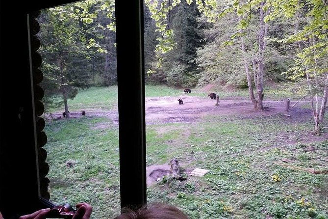 brown-bears-in-the-wild-no-fence-2