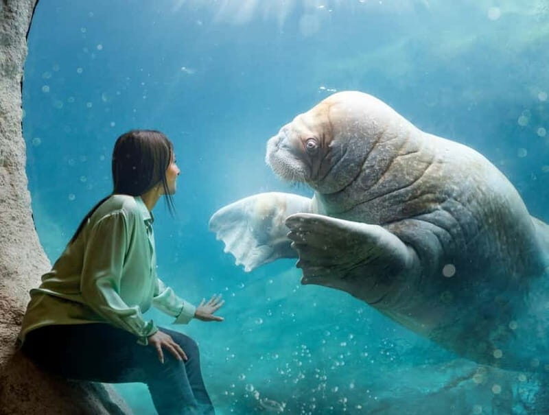 Brugelette: Pairi Daiza Zoo Entry Ticket - Key Points