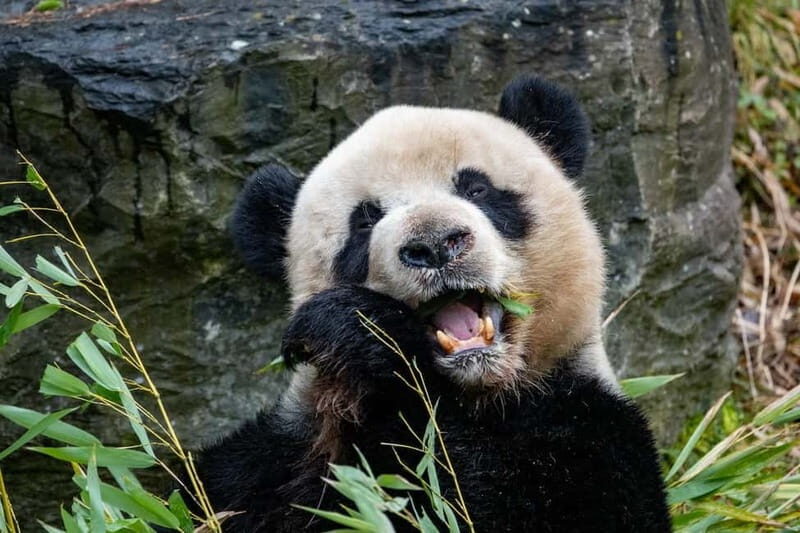 Brugelette: Pairi Daiza Zoo Entry Ticket - Final Thoughts