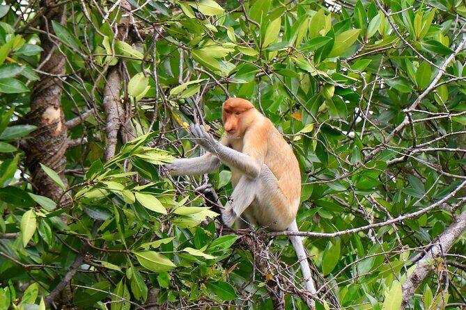 Brunei Mangrove River Safari - Key Points