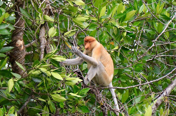 Brunei Mangrove River Safari - Final Thoughts: Is the Brunei Mangrove River Safari Worth It?