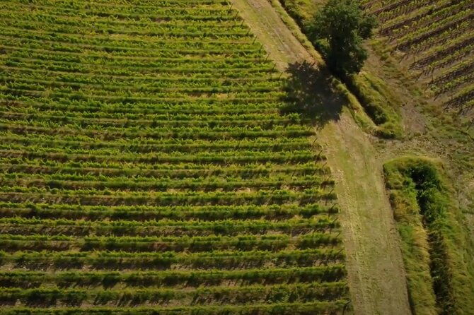 brunello-wine-tasting-from-san-gimignano