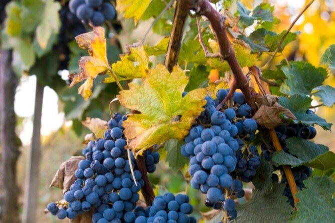 brunello-wine-tasting-from-san-gimignano