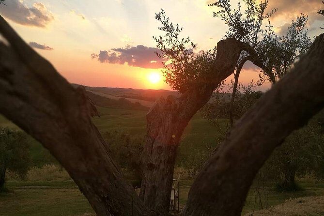 Brunello Wine Tour and Val D'Orcia Landscape - An In-Depth Look at the Brunello Wine Tour and Val dOrcia Landscape