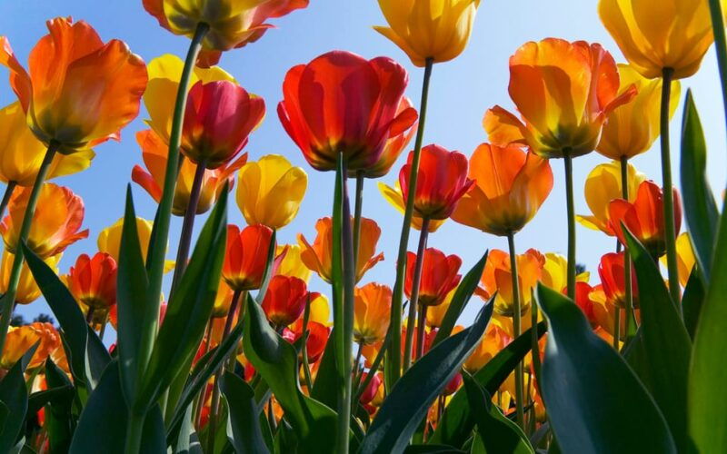 brussels-full-day-holland-guided-keukenhof-windmills-tour