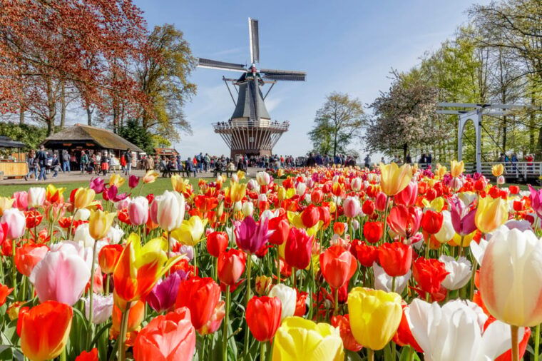 brussels-full-day-holland-guided-keukenhof-windmills-tour